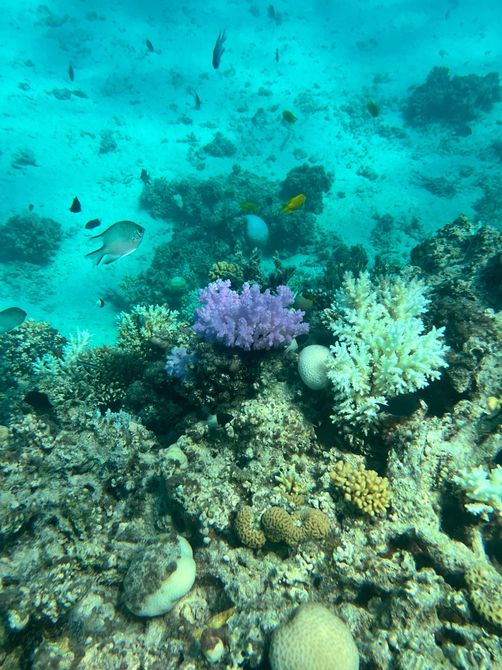 Vibrant coral reefs with various fish.