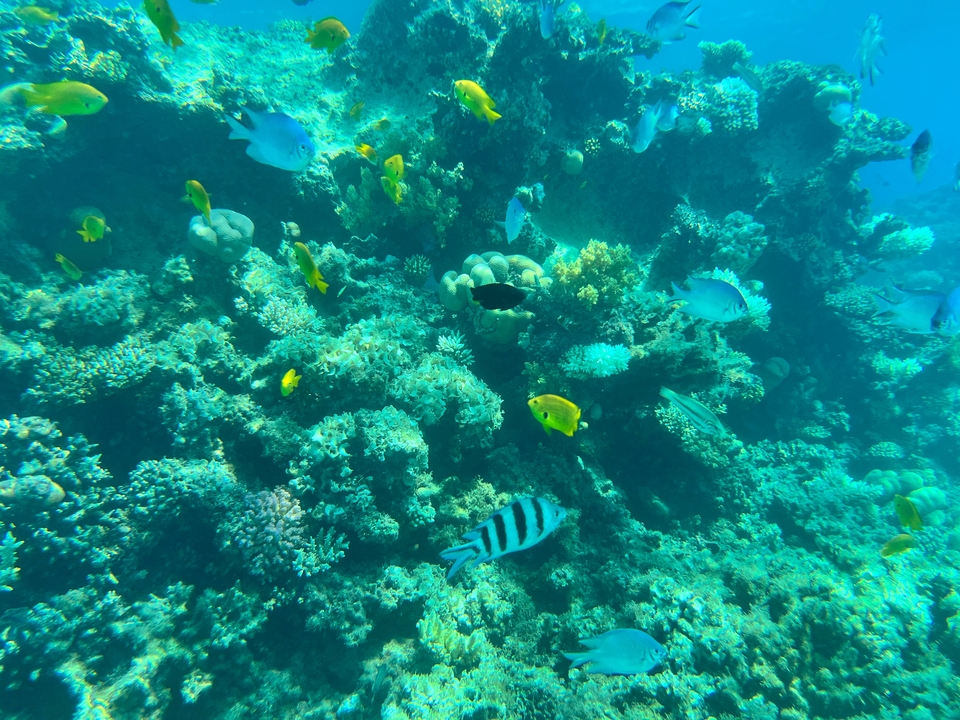 Colorful coral and fish underwater.
