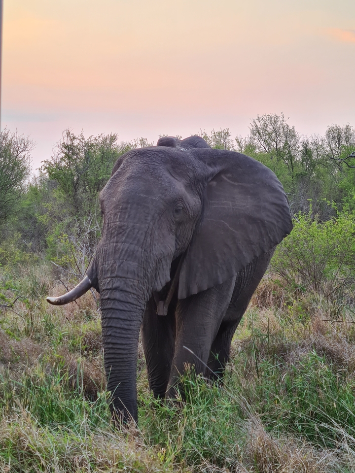 Close-up of an elephant standing with greenery in the background.