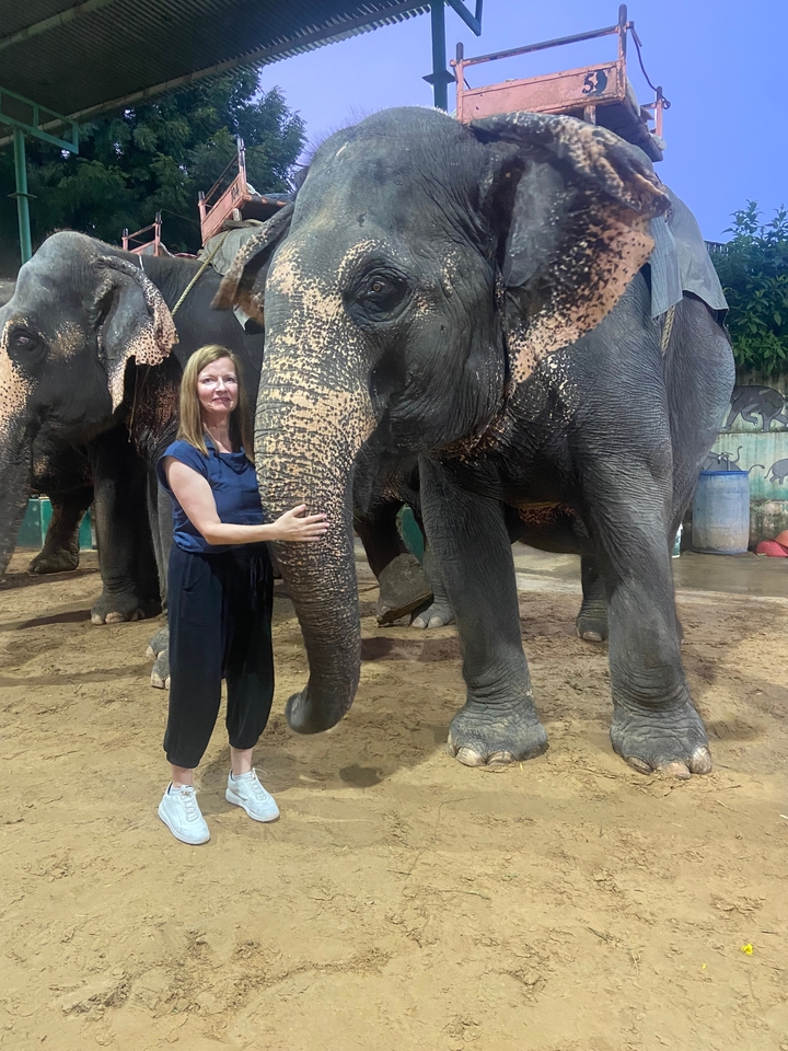Femme en interaction avec des éléphants dans un enclos.