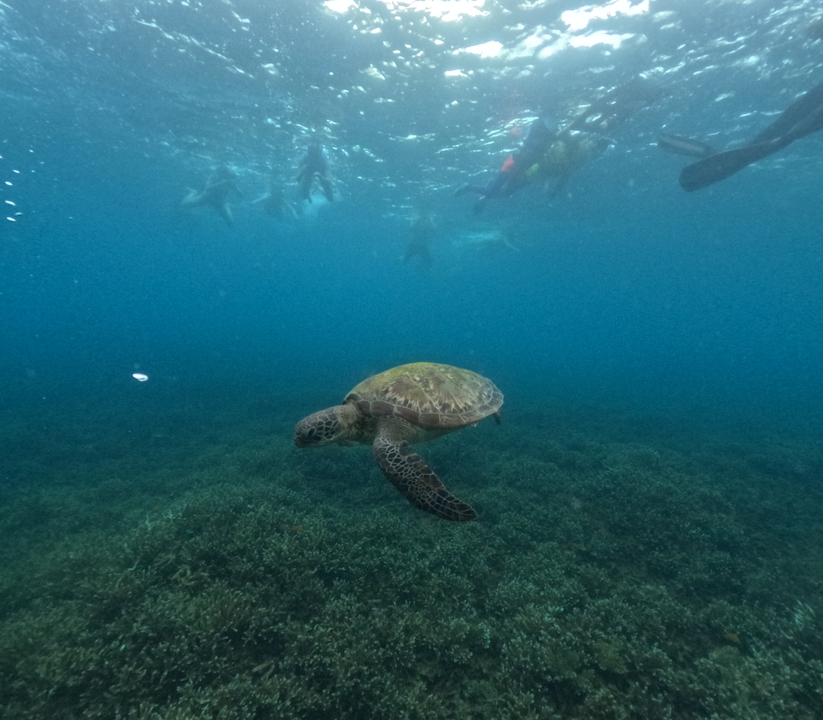 An underwater shot of a sea turtle gliding over coral while snorkelers observe from above.