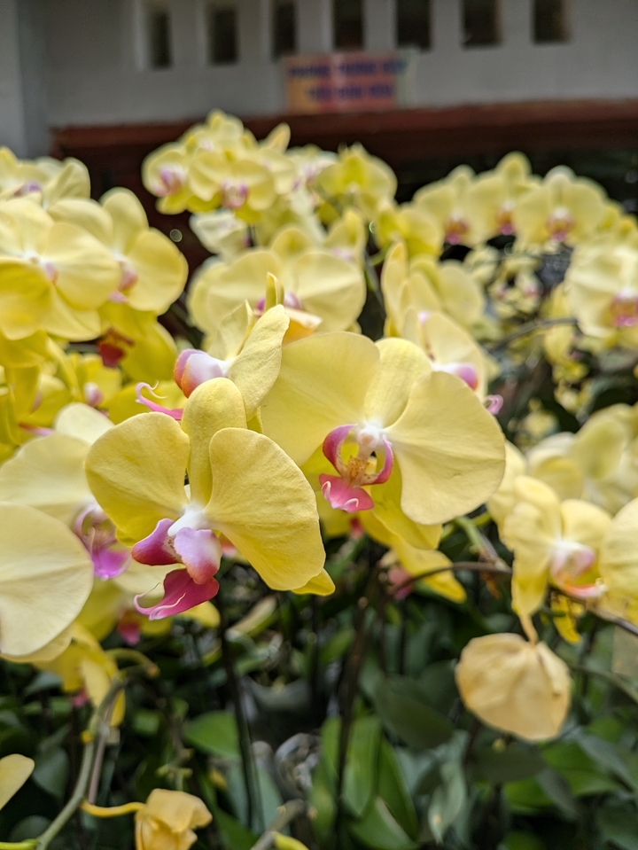 Close-up of yellow orchids in full bloom.