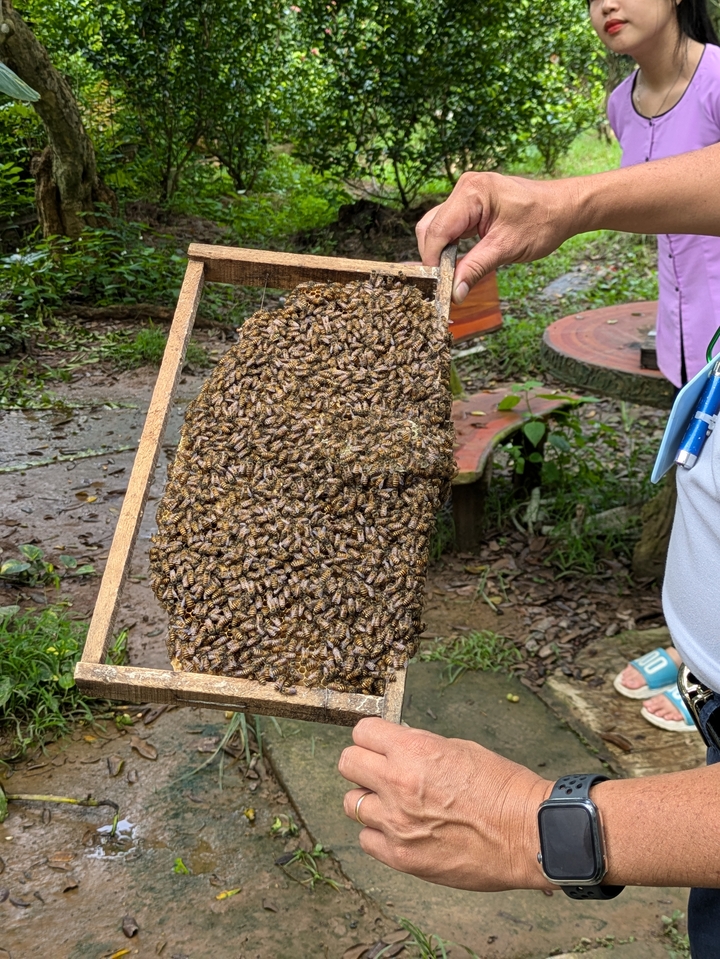 Person holding a large comb of bees outdoors.