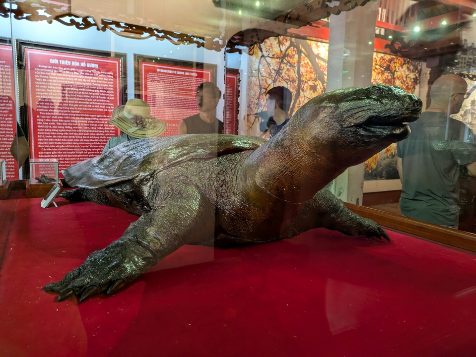 Museum exhibit of a large preserved turtle behind glass.