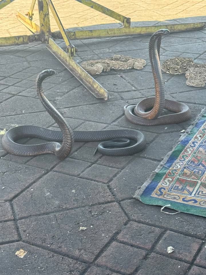 Des serpents sur un tapis tressé, possiblement dans un marché ou un cadre de rue.