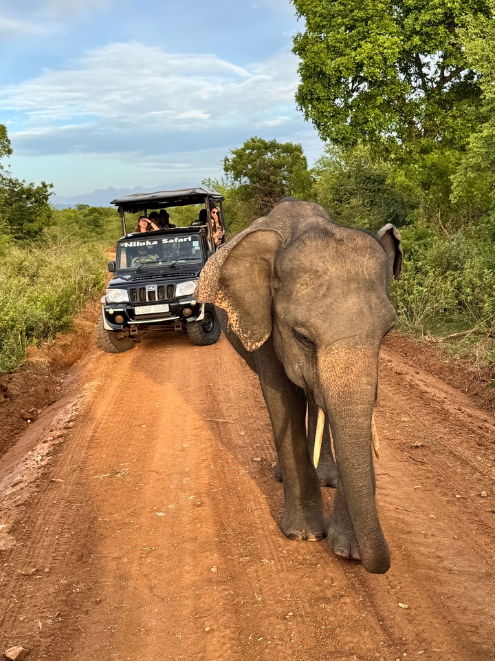 Toeristen in een safari jeep bij een olifant op een onverharde weg.