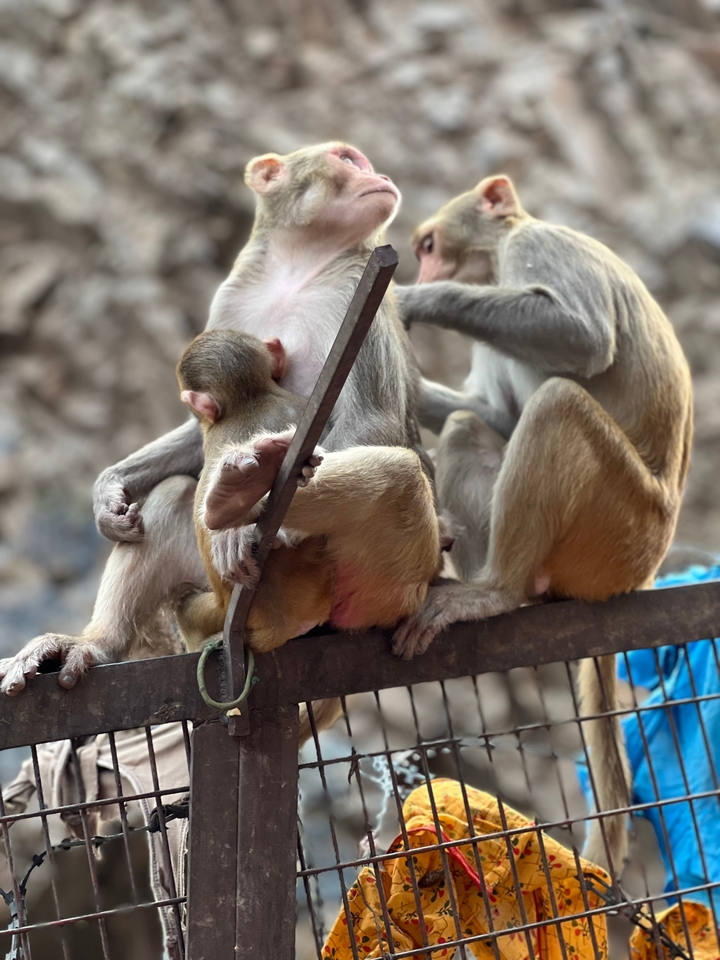 Monkeys resting on a metal structure.