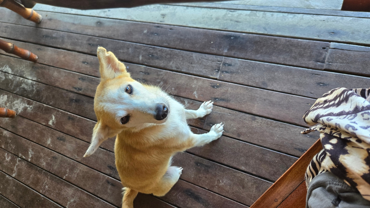 Chien adorable assis sur un plancher de bois.