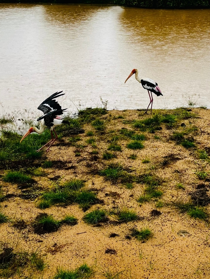 Oiseaux debout et battant des ailes sur un sol sablonneux.