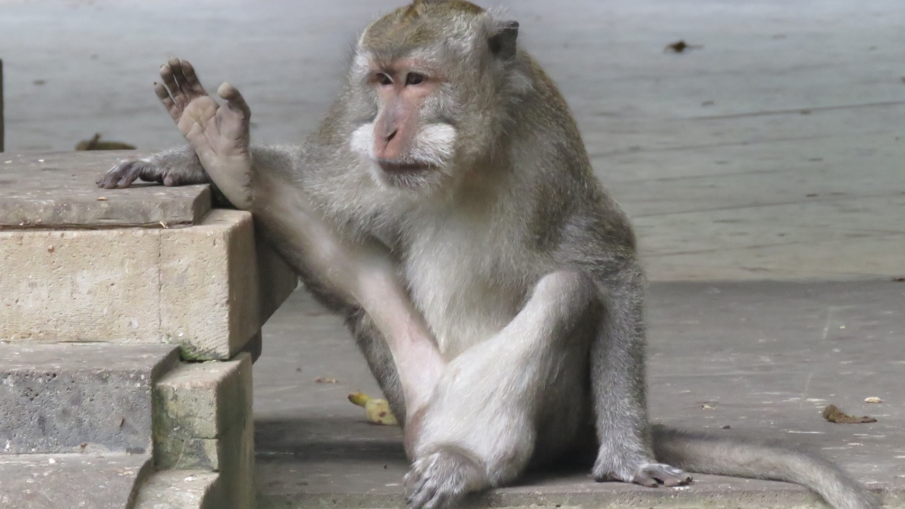 Monkey sitting on steps.