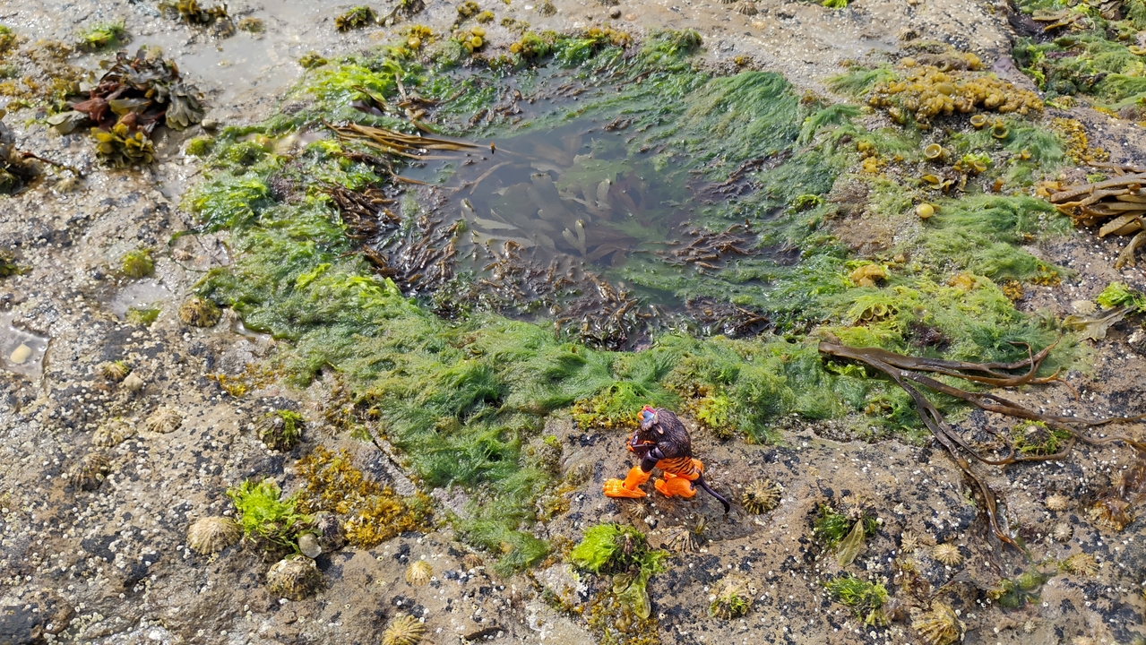 Toy figure on a rocky seashore with algae.