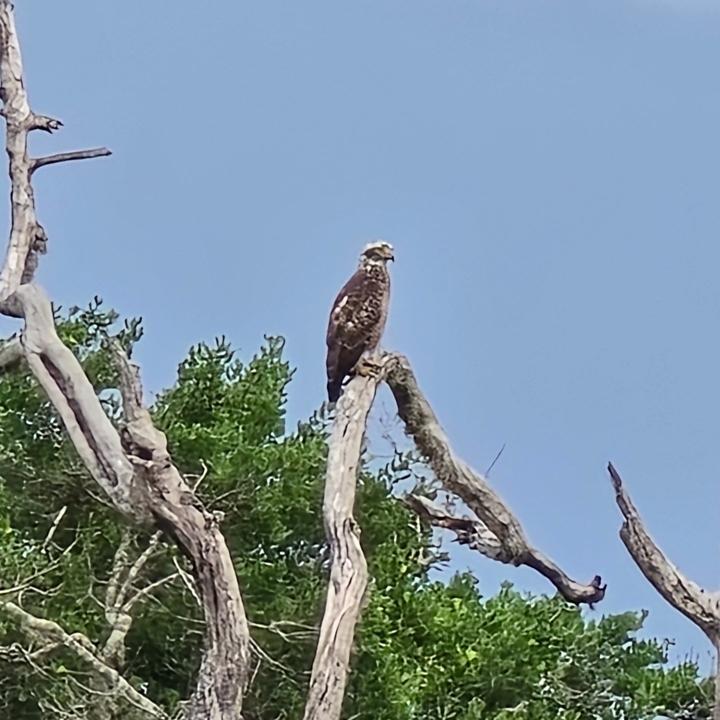 Un oiseau perché sur une branche d'arbre contre un ciel dégagé.
