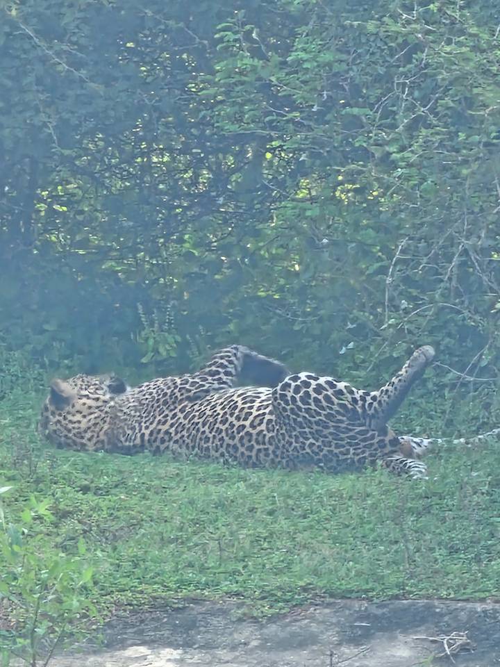 Léopard couché au sol dans une forêt.