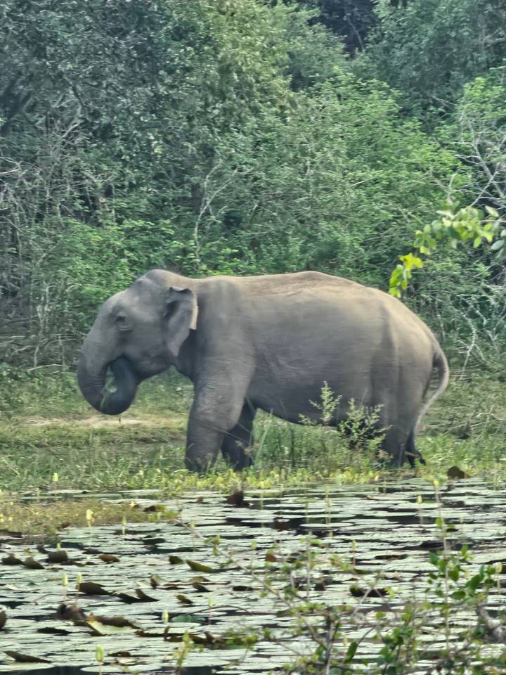 Éléphant marchant dans un environnement naturel.