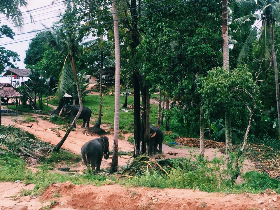 Elephants in a lush green landscape.
