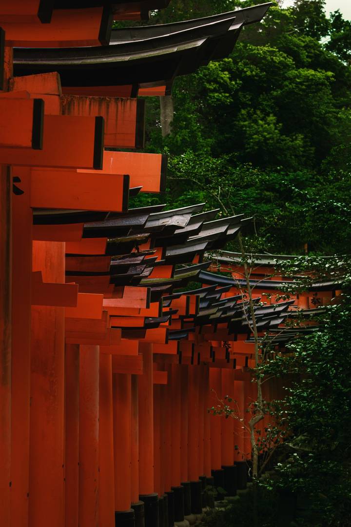 A row of vibrant orange torii gates in a forest.