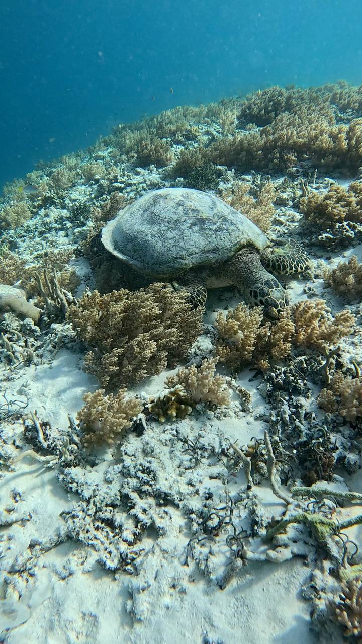 Sea turtle resting on the ocean floor surrounded by coral.
