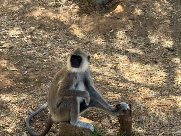 Singe assis sur le sol avec des taches de soleil.