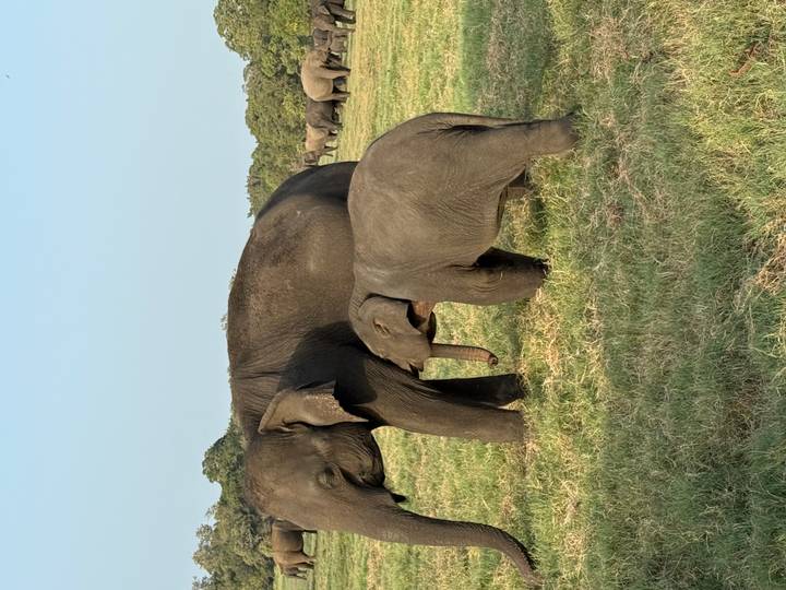 Des éléphants qui broutent dans un champ herbeux.