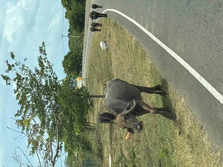 Buffle marchant le long d'un bord de route rural.