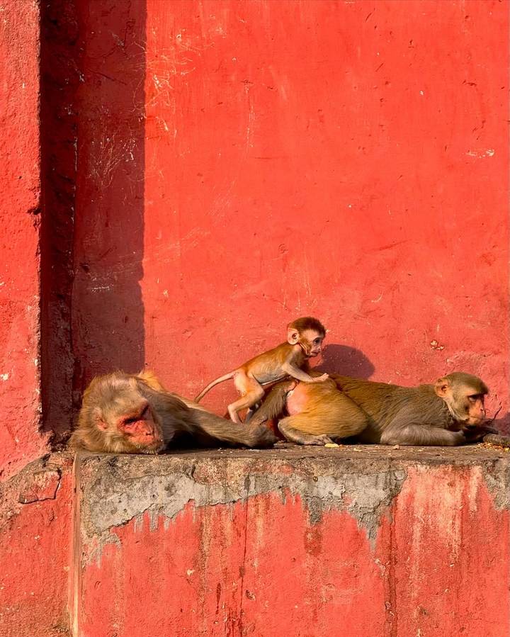 Des singes se reposant contre un mur rouge avec un bébé singe qui grimpe.