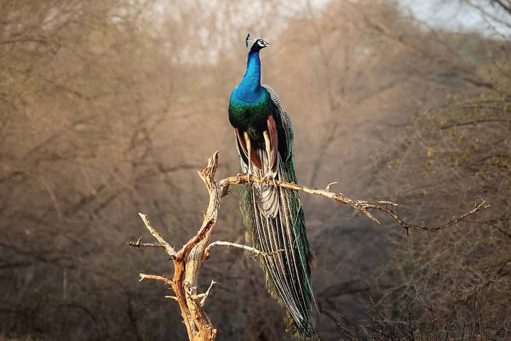 Un paon perché sur une branche d'arbre sec avec un arrière-plan de forêt flou.