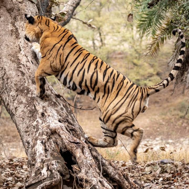 Un tigre grimpant à un arbre dans un environnement naturel.