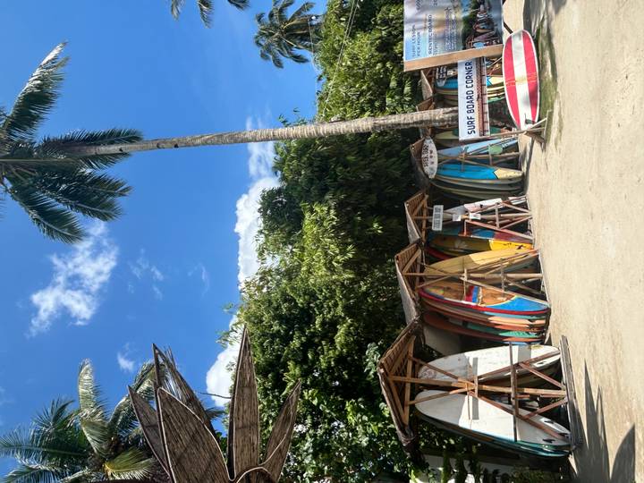 Planches de surf empilées sous des toits de chaume près d'un palmier.