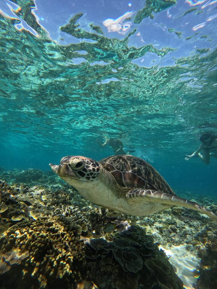 People snorkeling with a sea turtle underwater.
