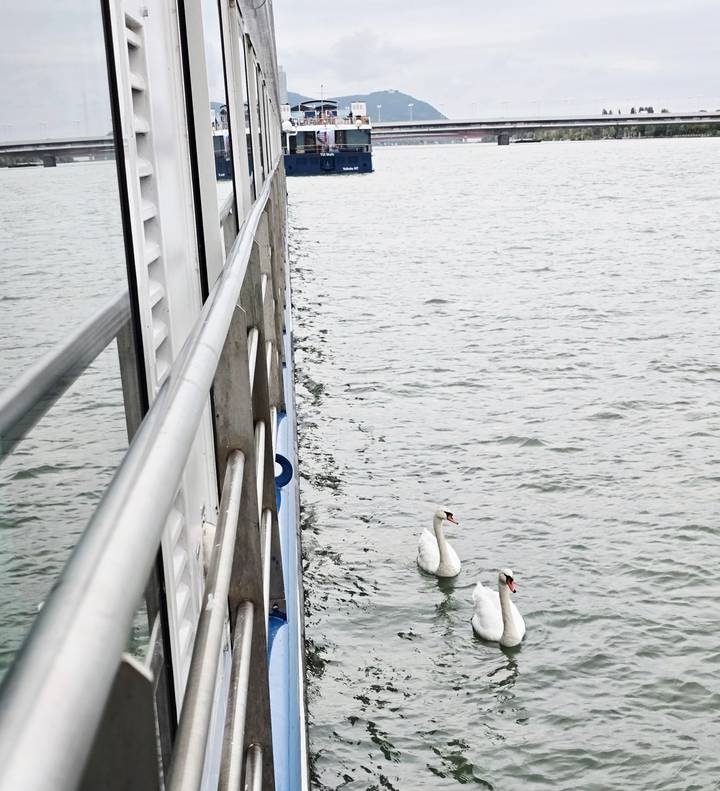 Two swans swimming beside a railing on a body of water.