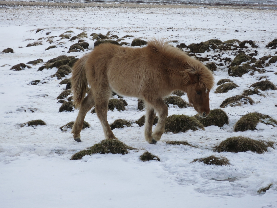 Cheval sauvage dans un paysage enneigé.