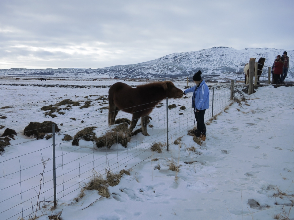 Personne nourrissant un cheval dans un paysage enneigé.