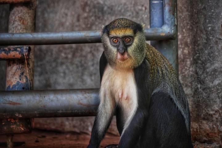 Monkey sitting against a rail or structure.