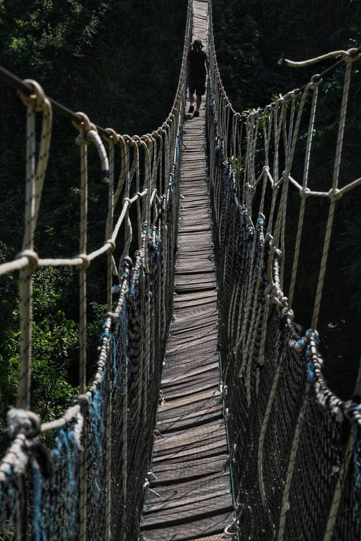 Suspension bridge crossing the top of a forest.
