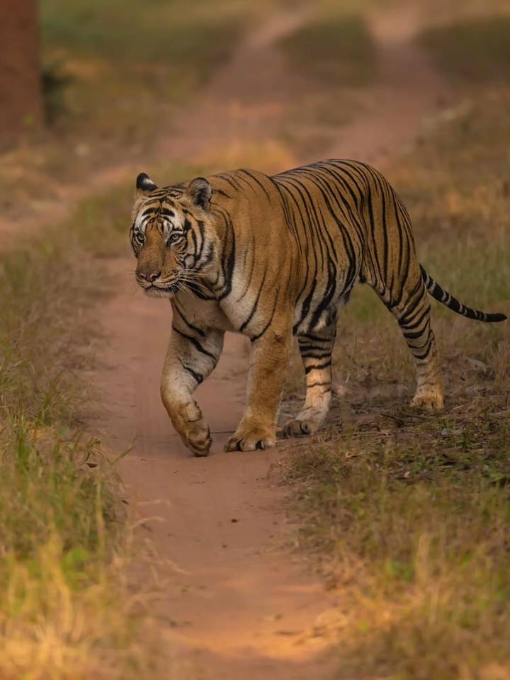Tijger loopt op een zandpad door het bos.