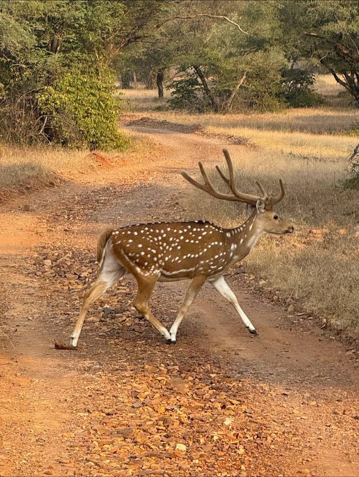Hert met gewei lopend op een onverharde weg in een natuurlijke omgeving.