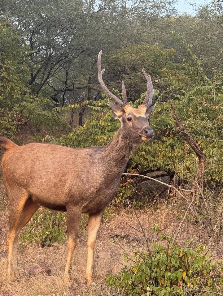 Close-up van een Sambarhert in een bosgebied.