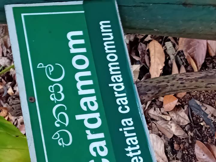 Close-up van een groen bord met tekst over kardemom.