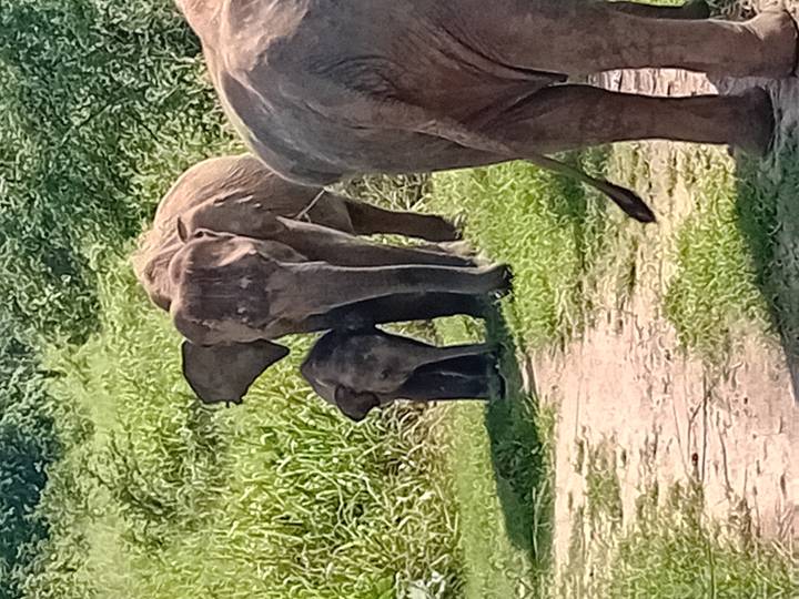 Olifantenfamilie die op een zandpad loopt met groen eromheen.