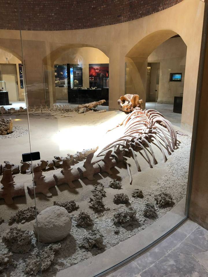 Fossiles Skelett in einem Museum ausgestellt.