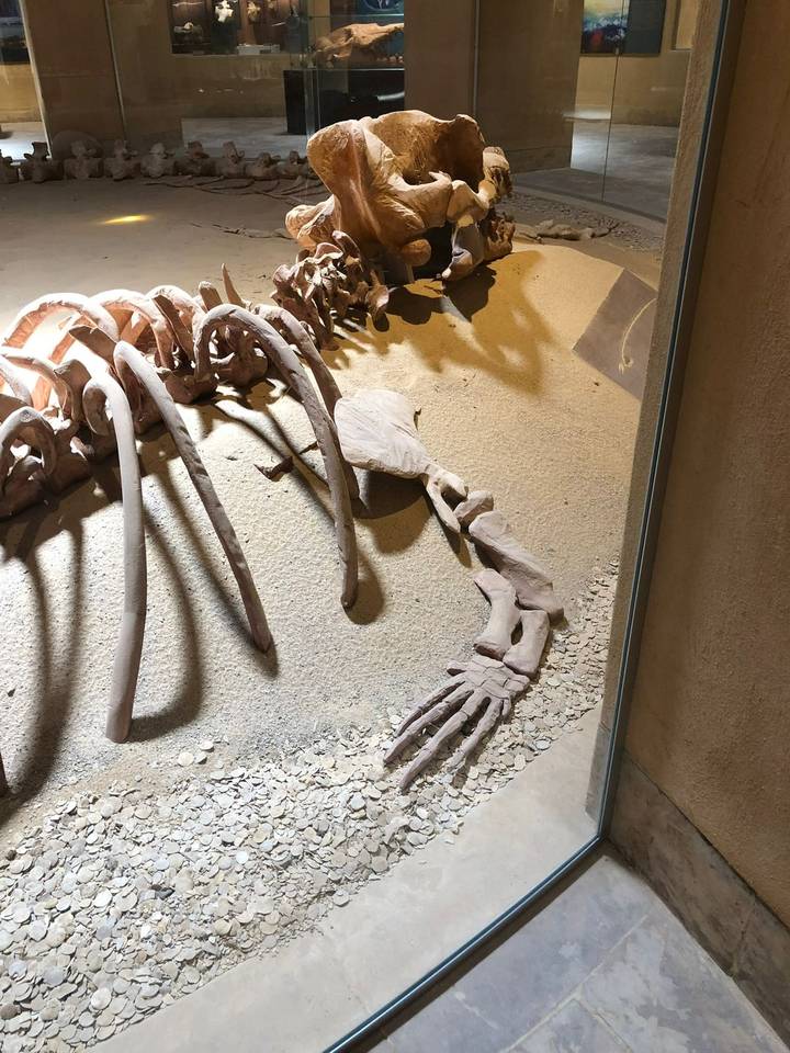 Nahaufnahme eines fossilen Skeletts in einer Museumsausstellung.