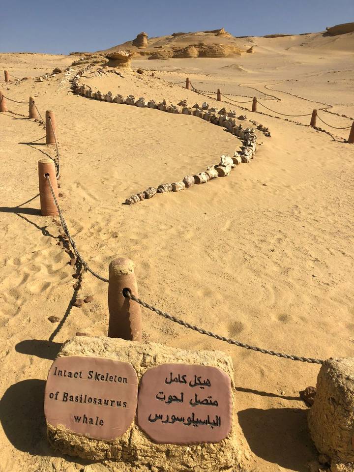 Fossilien, die in einer Linie im Wüstensand angeordnet sind.