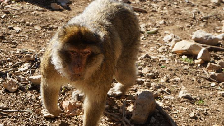 Macaco de Berbería caminando sobre rocas.