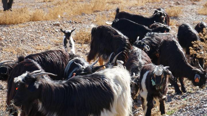 Rebaño de cabras pastando en terreno rocoso.