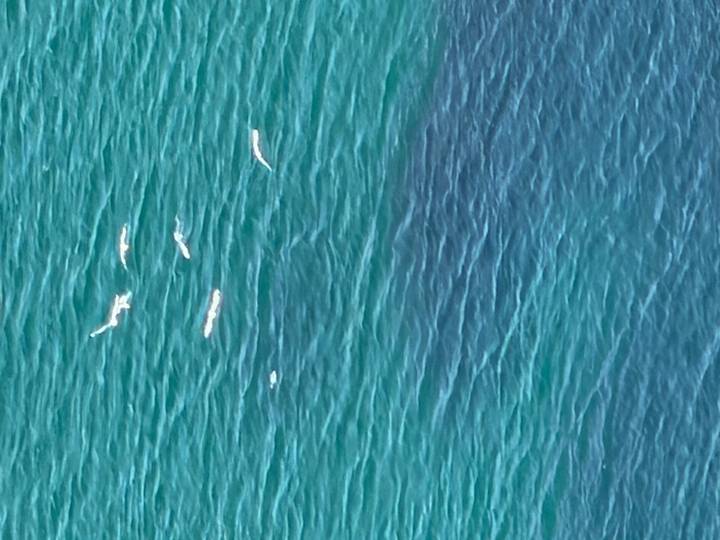 Meeuwen die vliegen over helder blauw water.