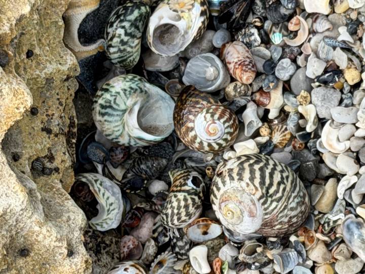 Verschillende zeeschelpen verspreid langs een zandige kustlijn.