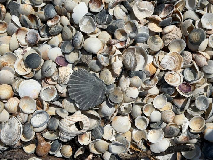 Verzameling van schelpen dicht opeengepakt op een strand.