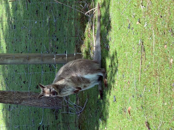 Wallaby die naast een houten hek in een grasrijk gebied staat.