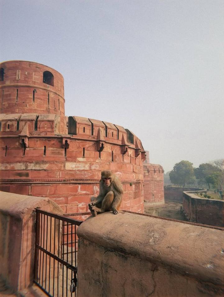 Singe assis sur les murs de grès rouge du Fort d'Agra.