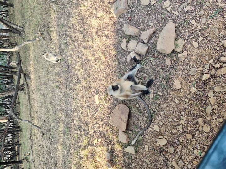 Monos en un entorno natural sentados en el suelo.
